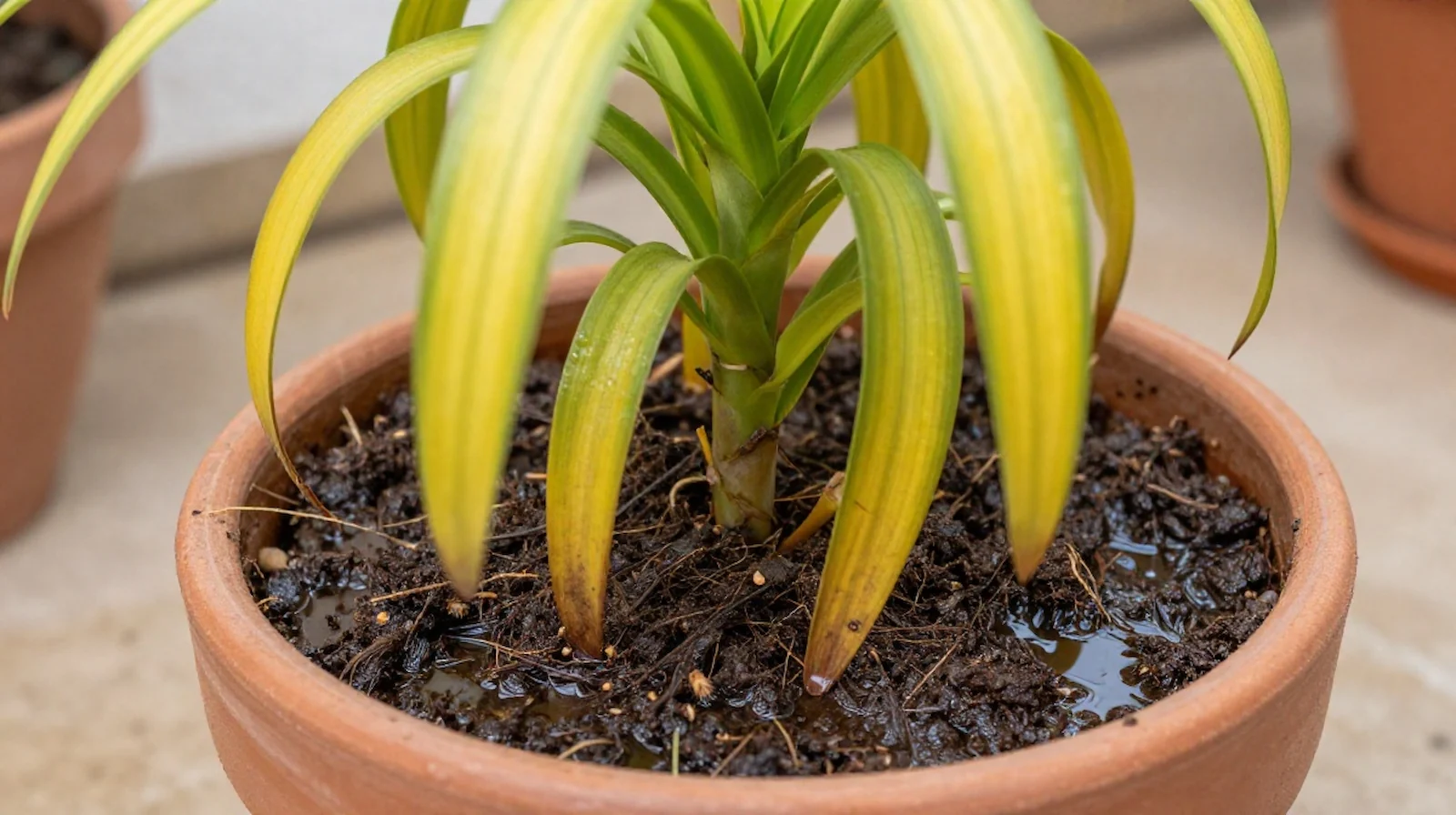 Planta con síntomas de exceso de riego: hojas amarillas y tierra encharcada