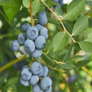 Arándanos listos para ser recogidos