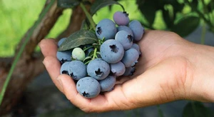 Muestra de recogida de cultivo de arándanos en casa