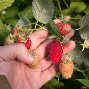 Cultivo pequeño de frambuesas listas para ser recogidas