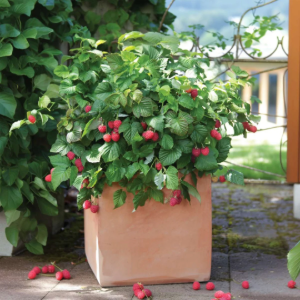 Maceta grande de frambuesas en casa en un jardín