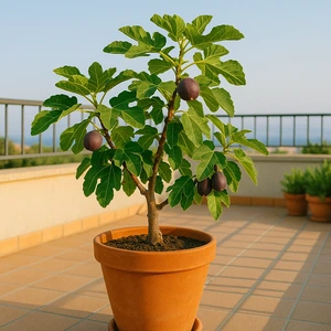 Higuera en maceta grande con frutos morados en una terraza amplia, ideal para cultivar higos en casa