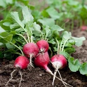 Recogida de cultivo de rábanos listos