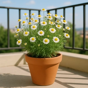 Maceta con planta de manzanilla en flor sobre un balcón urbano soleado, ideal para cultivar manzanilla en casa