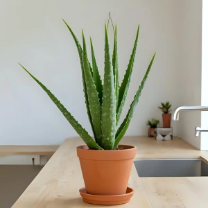 Aloe vera en interior, ideal para cultivar en casa