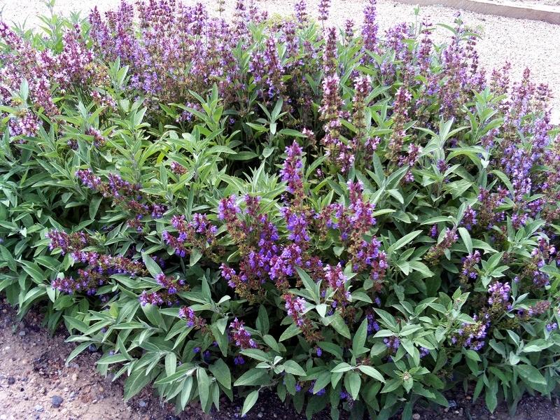 Pequeña plantación de salvia en un jardín