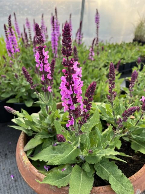 Maceta de cultivo de salvia en casa en un jardín