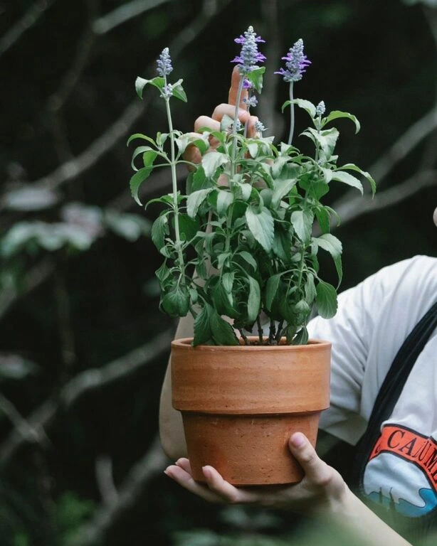 Hombre sujetando maceta de cultivo de salvia en maceta