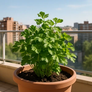 Perejil creciendo en una maceta en un balcón de una ciudad