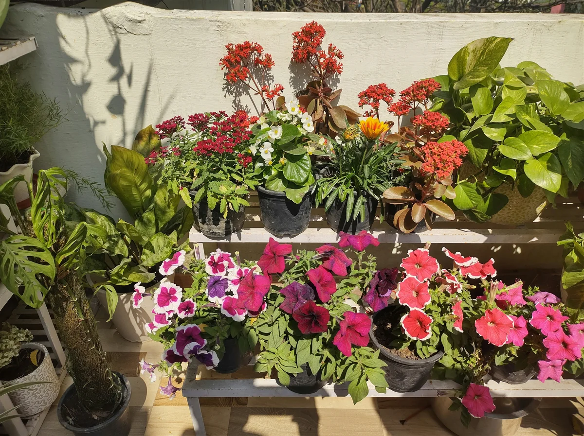 Variedad de macetas para huerto urbano en terraza