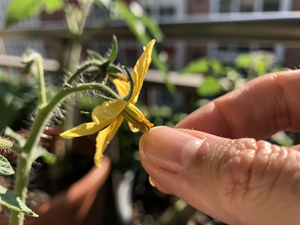 Polinización manual de flor de tomate con el dedo