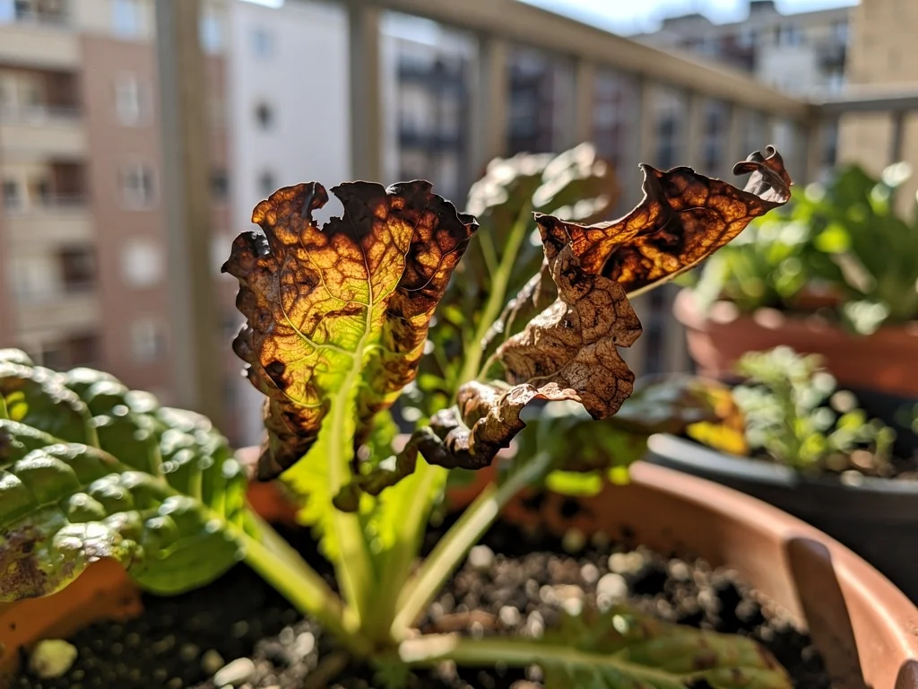 Detalle de hojas de tomate con puntas marrones y secas en maceta de terraza