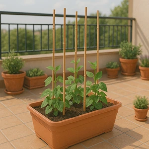 Cultivo de judías verdes en macetas con tutores en una terraza primaveral, con otras plantas al fondo