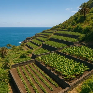 Terrazas agrícolas con plataneras y suelo volcánico en la zona subtropical de España, como en las Islas Canarias