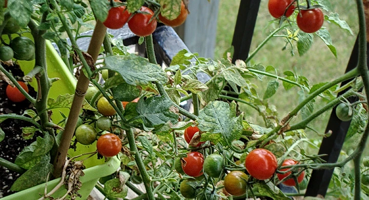 Huerto mediterráneo en casa con tomates, pimientos y lechugas