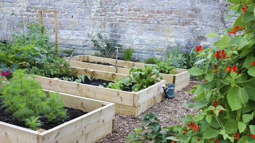 huerto urbano con plantas vigorosas gracias al abono natural