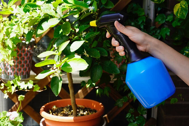 persona aplicando fertilizante líquido con pulverizador en plantas de interior